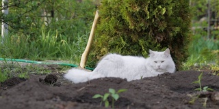 白色安哥拉猫在乡村花园的床上放松，呼吸着夏日的新鲜空气。