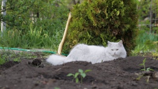 白色安哥拉猫在乡村花园的床上放松，呼吸着夏日的新鲜空气。视频素材模板下载