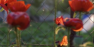 夕阳下的罂粟花。红色罂粟花在模糊的绿色草地背景。罂粟花。花香自然的春天背景。花园里种着罂粟花。