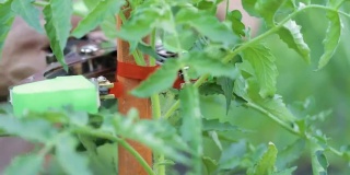 胶带工具用于将各种植物固定在木桩或棚架上，可固定番茄、黄瓜、葡萄、辣椒等植物藤。手把机器。农业