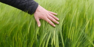 男性的手触摸着青绿的麦穗在风中摇曳，为未来的收获而成熟