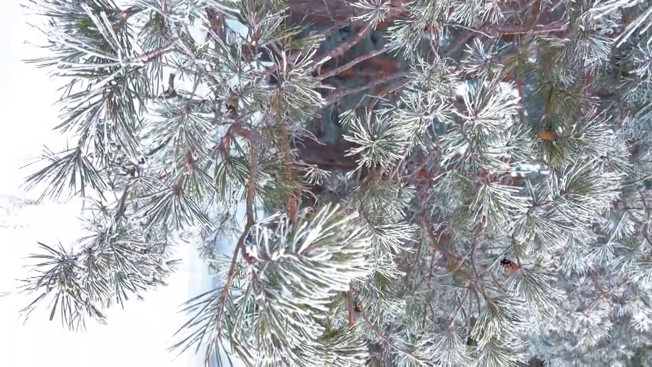 冰雪覆盖的冬季松树林。密密麻麻覆盖着霜的松枝。垂直视频格式