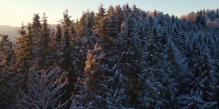 冬天的日落高高地挂在山上。航空相机围绕着高大的冷杉树旋转