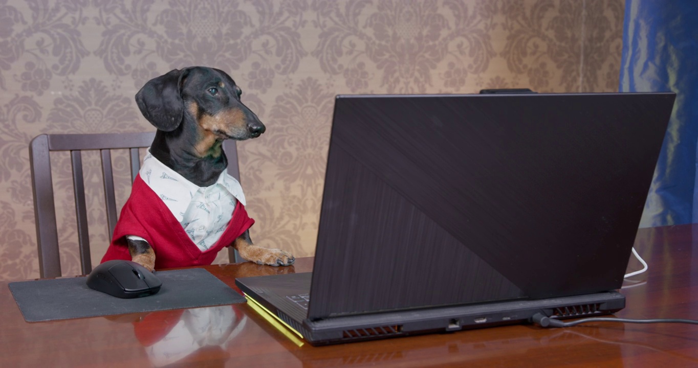严肃的腊肠犬穿着白衬衫和针织夹克在家庭办公室工作，坐在办公桌前使用笔记本电脑。自由职业者的日常生活或远程工作的需要