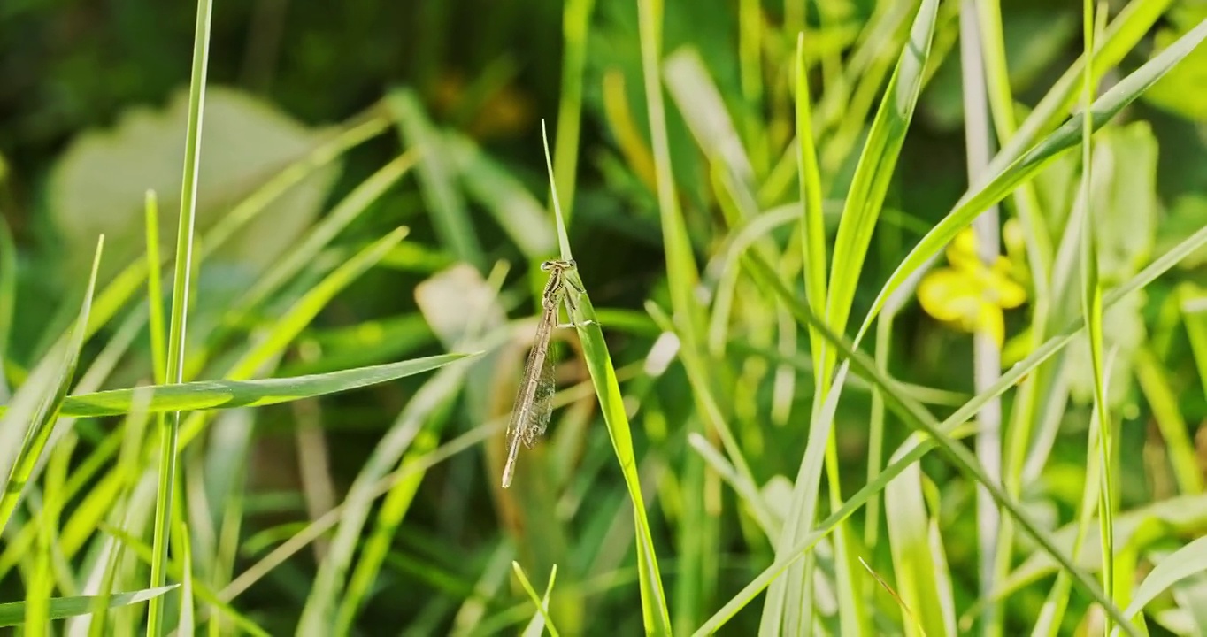 蜻蜓从草叶上飞开，从侧面看