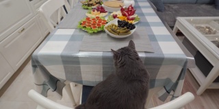 节日晚餐在厨房里，灰猫在餐桌上寻找食物，嗅着美味佳肴的香味。家庭庆祝晚餐。