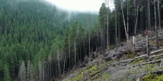 在浓密的绿色森林的背景下，可怕的森林砍伐。无人驾驶飞机。喀尔巴阡山脉。Gorgany。