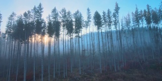 鸟瞰图明亮的阳光照亮光束雾黑暗的森林与松树在秋天日出。雾蒙蒙的黎明，令人惊叹的野生森林。环境与自然保护理念