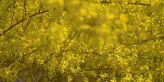 树背景上的黄色花朵，4k慢镜头，60帧/秒