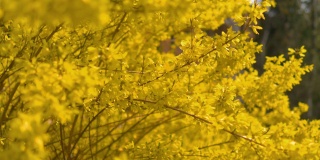 树背景上的黄色花朵，4k慢镜头，60帧/秒