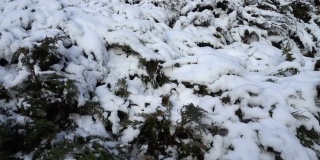 冰雪覆盖的冬季公园里的推伊灌木。