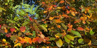 秋天鲜艳的色彩在公园装饰常绿灌木梧桐水平与红色的浆果。秋园观赏灌木。美丽明亮的秋天。
