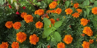 夏季万寿菊花有蝴蝶孔雀眼。阳光明媚的夏日，绿色草地上开着鲜橙色的金盏花。欢乐，阳光，美丽的花坛。