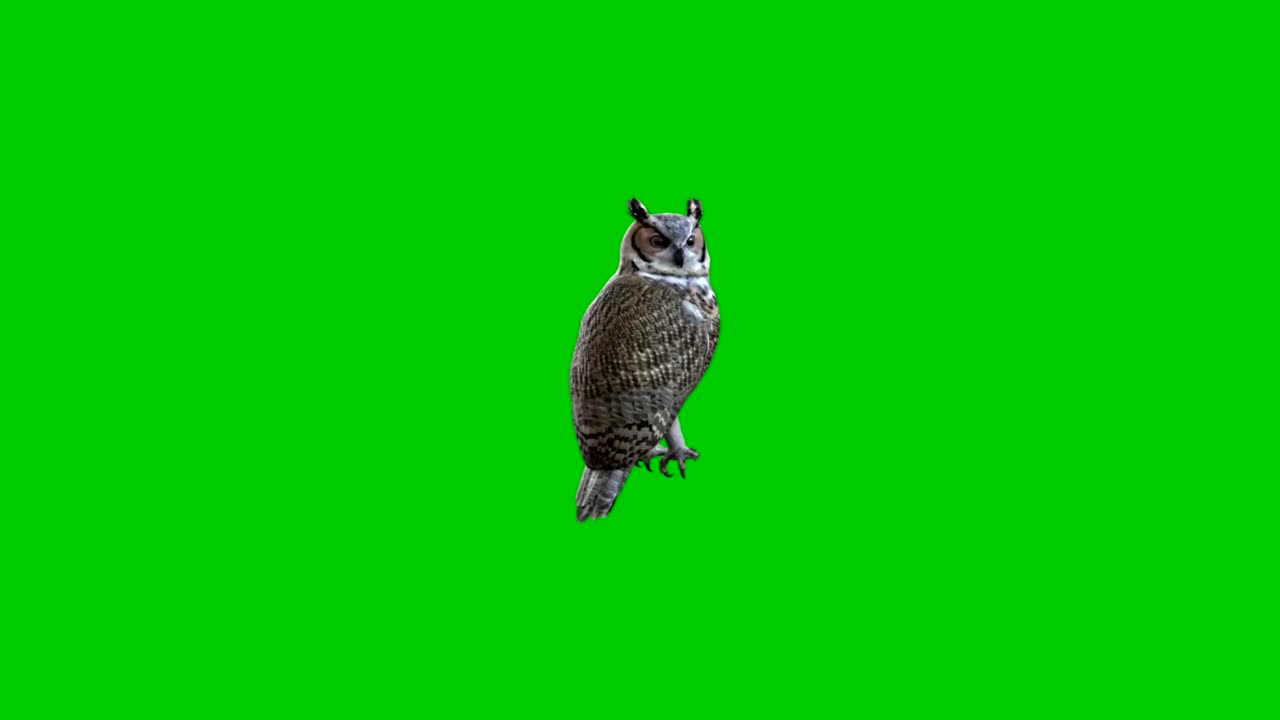 寂静的猫头鹰再次在绿色的屏幕背景下监视情况。绿色屏幕背景猫头鹰对象。