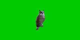 寂静的猫头鹰再次在绿色的屏幕背景下监视情况。绿色屏幕背景猫头鹰对象。