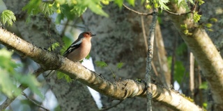 普通的苍头燕雀栖息在爱沙尼亚的北方森林里并发出声音。