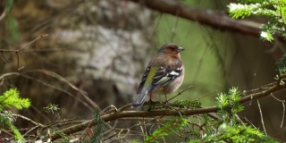 普通的苍头燕雀，在爱沙尼亚森林里一个美丽的春天晚上唱歌。