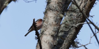 苍头燕雀栖息并飞走在爱沙尼亚的北方森林