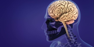 人类神经系统大脑解剖