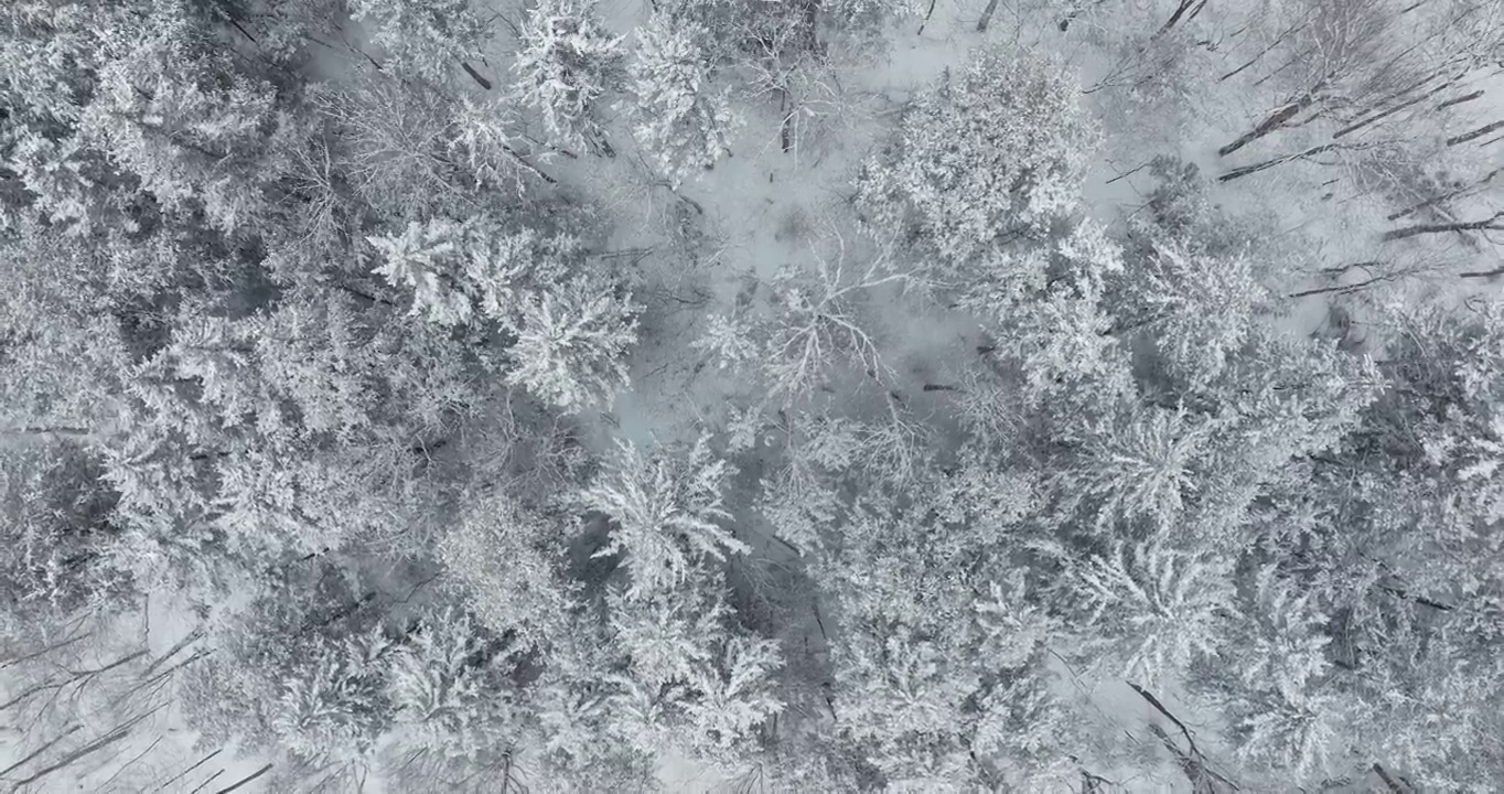 在冬天暴风雪后，加拿大魁北克省的北方自然森林的4K航拍视频视图