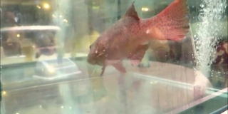 水族馆中的红石斑鱼。