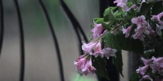 透过一扇锻铁门，可以看到春天的大雨，房子旁边长着一株美丽的粉红色花丛