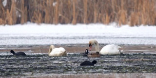 天鹅和白骨顶在水冰湖中寻找食物，鸭子在休息