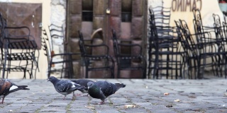 吃面包的鸽子靠得很近。两只鸽子在公园的车道上，找到面包屑。两个人啃着面包