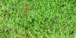 在绿草地上交配的蜻蜓