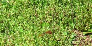 在绿草地上交配的蜻蜓