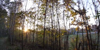 他走在树林里的一条覆盖着落叶的小路上，在夕阳西下的时候，他看到了太阳