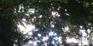 光线穿过暗色树叶的森林时变成了星星