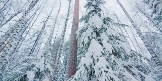 有滑雪道的冬季森林。被雪覆盖的混合雪林