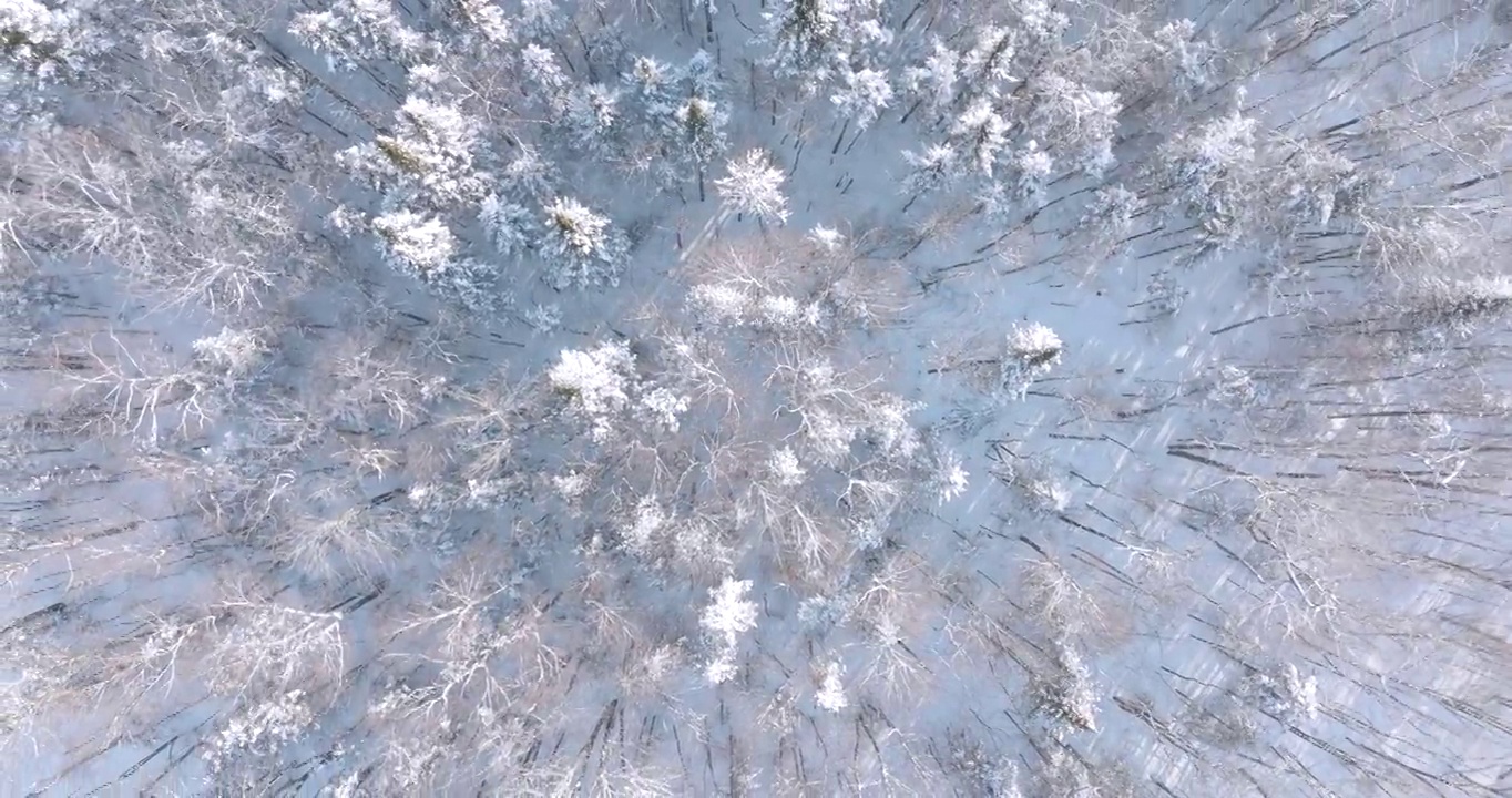 在冬天暴风雪后，加拿大魁北克省的北方自然森林的4K航拍视频视图