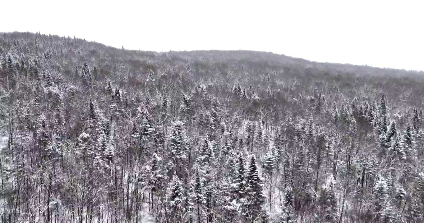 在冬天暴风雪后，加拿大魁北克省的北方自然森林的4K航拍视频视图