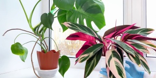 手把盆栽植物放在房间的窗台上。冬季室内植物护理和家庭园艺。