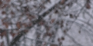 冬天的雪花，杂乱的雪花和散焦的树枝在背景中