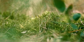 郁郁葱葱的青苔林中，沉浸在夏日的草甸中。春天草。