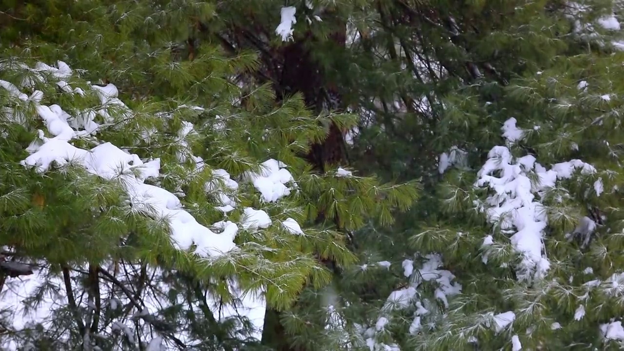 白雪皑皑的树枝