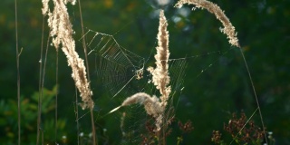蜘蛛网小穗摇曳在近景春天平静的绿色田野。野外的生活。