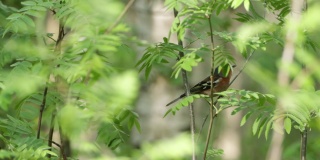 苍头燕雀栖息在爱沙尼亚北方森林的一棵罗文树上