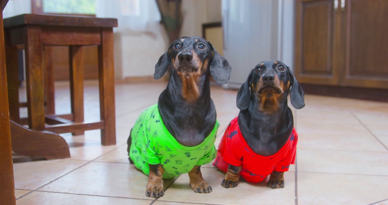 黑色和姜黄色的腊肠狗穿着亮绿色和红色的t恤，长着长耳朵，站在厨房里等待主人给食物
