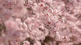 美丽的自然景观，杏树开花在阳光明媚的春天。视频素材模板下载