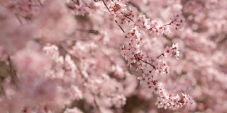 美丽的自然景观，杏树开花在阳光明媚的春天。
