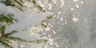 可爱的冬季风景，雪花落在冷杉树枝上