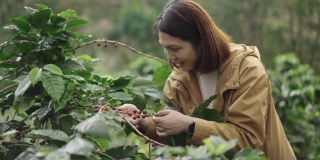 女农民检查和收获新鲜的咖啡浆果在一个咖啡农场