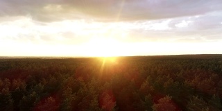 电影飞越春天树木森林在日出广角镜头。在美丽的早晨阳光下鸟瞰绿色的自然。无人机在多彩的野生动物森林日落上空飞行。云天空在空中镜头4K
