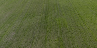 在春天的田野上飞翔。鸟瞰图的新鲜小麦幼苗在田间