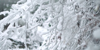 在印度喜马偕尔邦的马纳里，树枝被雪覆盖的特写镜头。冬天的背景。雪把树枝覆盖在雪里。冬季背景与复制空间