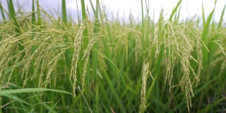 稻田绿草如茵，随风摇曳，在绿野风光天的时候